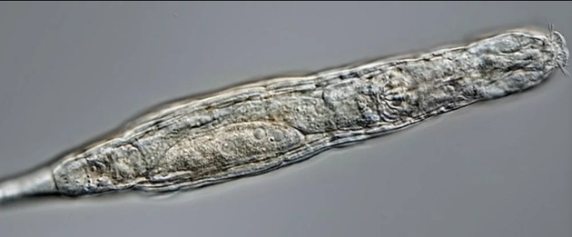 科学家解冻复活2.4万年前西伯利亚冻土层微小生物